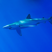 shark