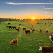 cattle