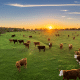 cattle