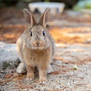 rabbit