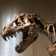 dinosaur