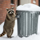 racoon
