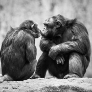 chimps