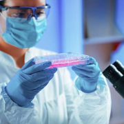 stem cell