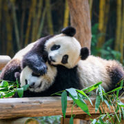 pandas