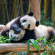 pandas