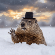 Punxsutawney Phil