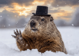 Punxsutawney Phil