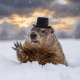 Punxsutawney Phil