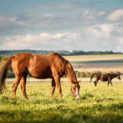 horses