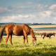 horses