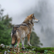 wolf