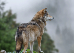 wolf