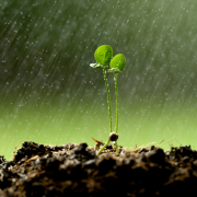 rain