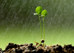 rain