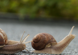 snails