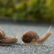 snails