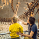 dinosaur