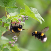 bumble bee