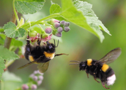 bumble bee
