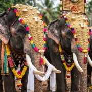 elephants