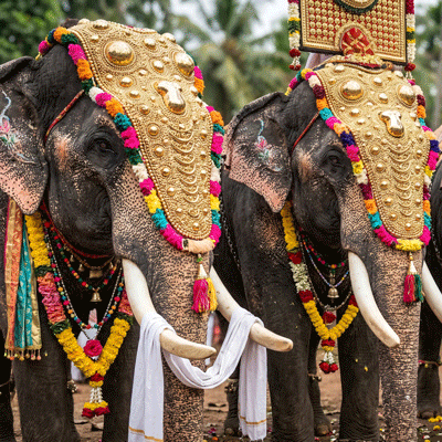 elephants