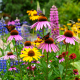 pollinators