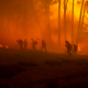 wildfires