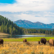 yellowstone