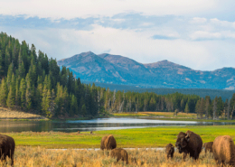 yellowstone