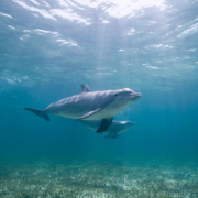 bottlenose dolphins