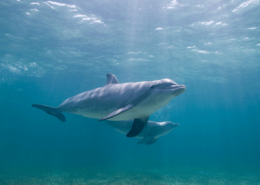 bottlenose dolphins