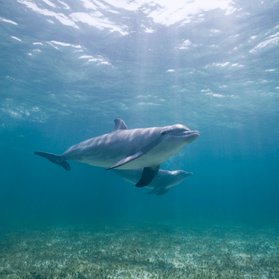 bottlenose dolphins